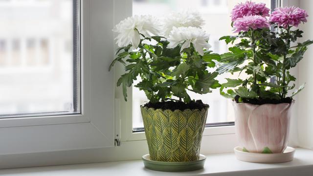 Detail Gambar Pot Bunga Beserta Bunga Nya Dengan Gelap Terang Nomer 25
