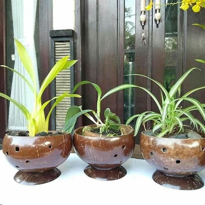 Detail Gambar Pot Bunga Dari Batok Kelapa Nomer 10