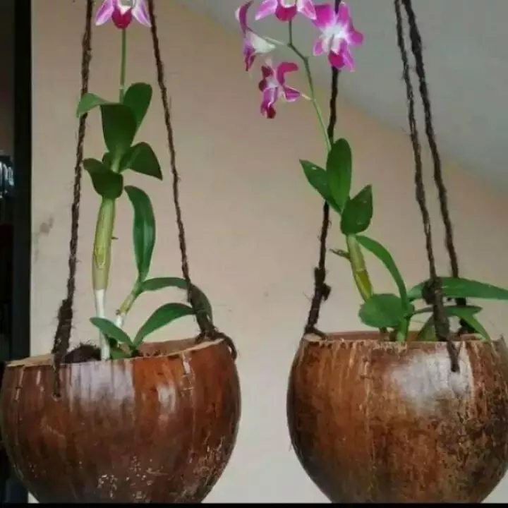 Detail Gambar Pot Bunga Dari Batok Kelapa Nomer 25