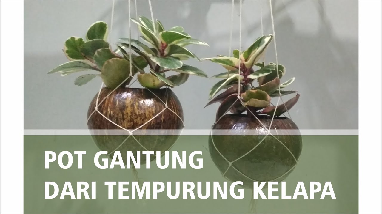 Detail Gambar Pot Bunga Dari Batok Kelapa Nomer 31