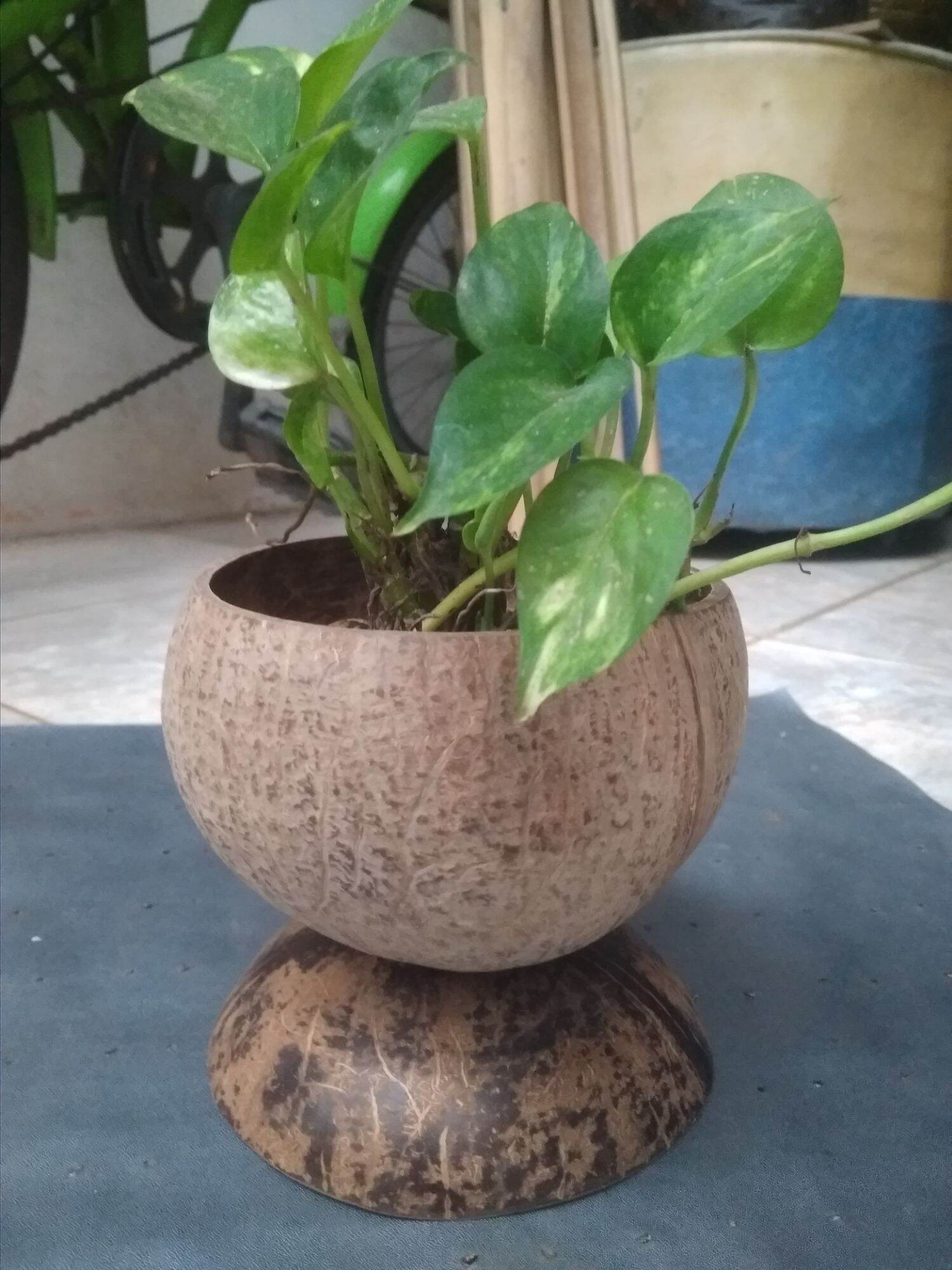 Detail Gambar Pot Bunga Dari Batok Kelapa Nomer 41