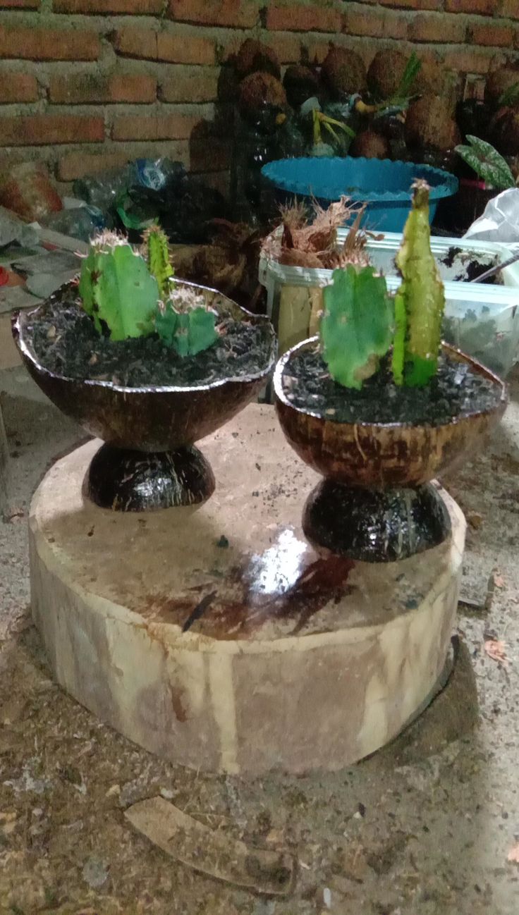 Detail Gambar Pot Bunga Dari Batok Kelapa Nomer 48