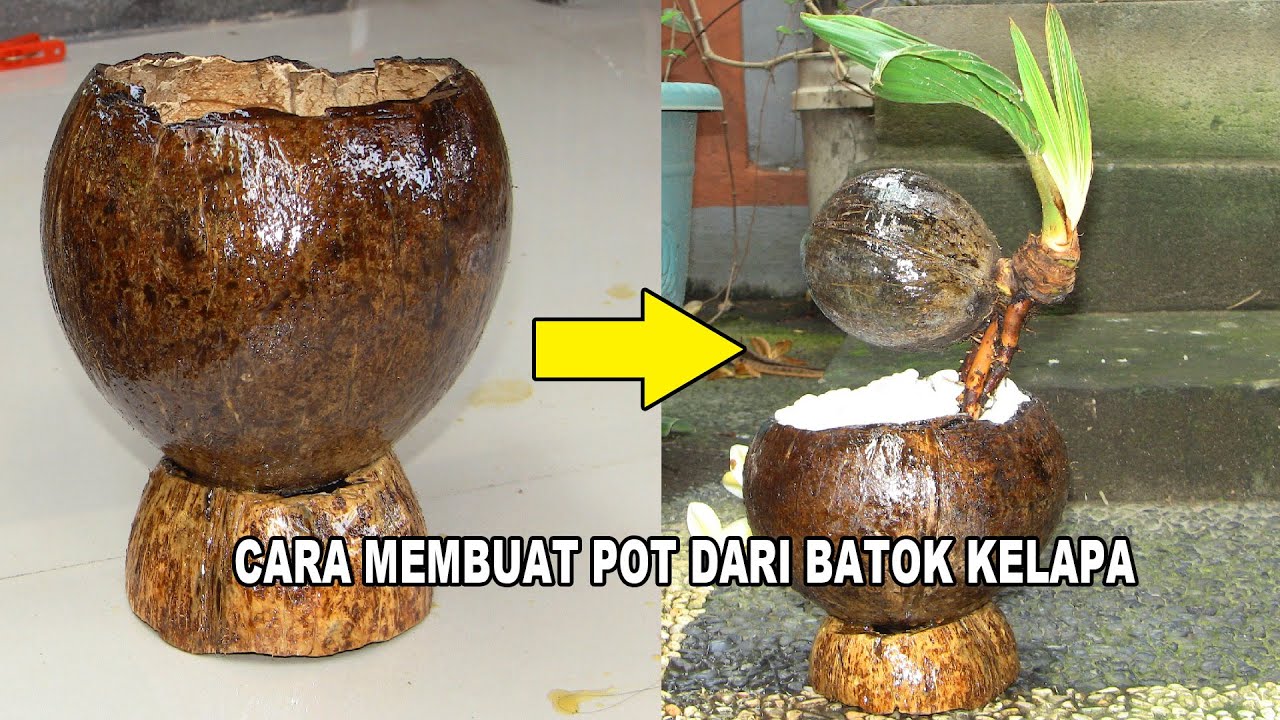 Detail Gambar Pot Bunga Dari Batok Kelapa Nomer 8