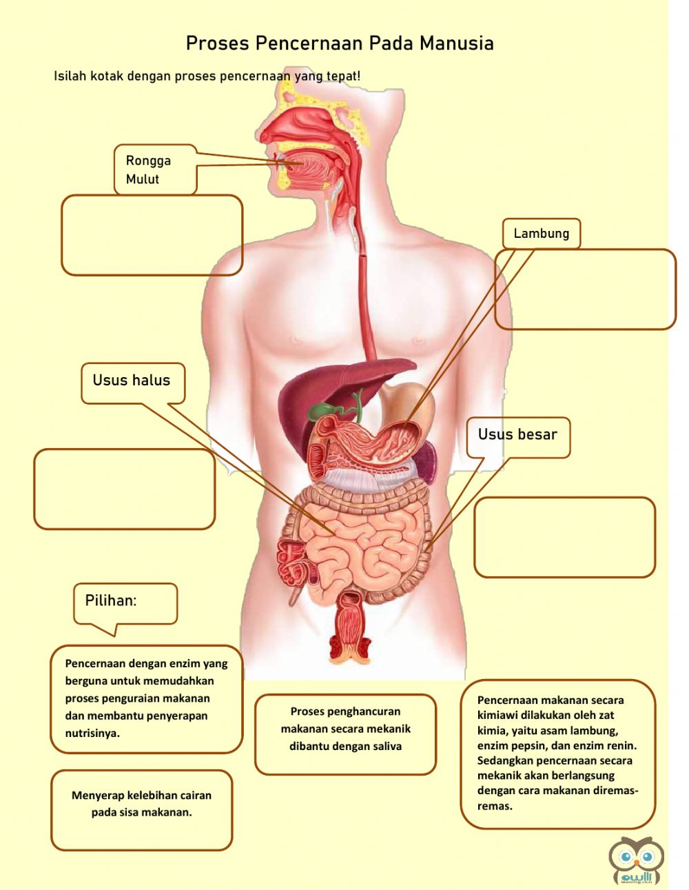 Detail Gambar Proses Pencernaan Manusia Nomer 3