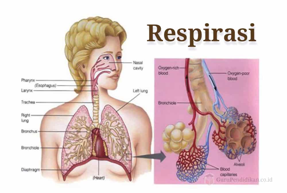 Detail Gambar Proses Pernapasan Nomer 22