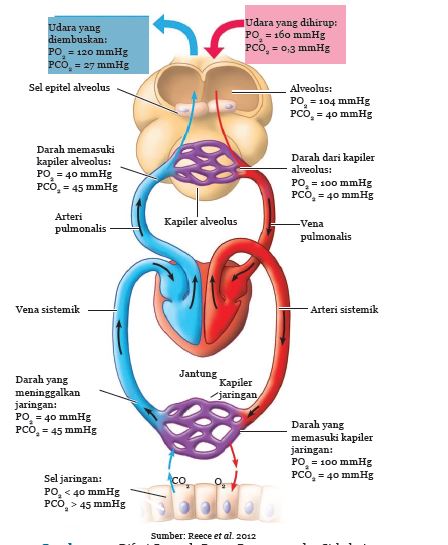 Detail Gambar Proses Pernapasan Nomer 29