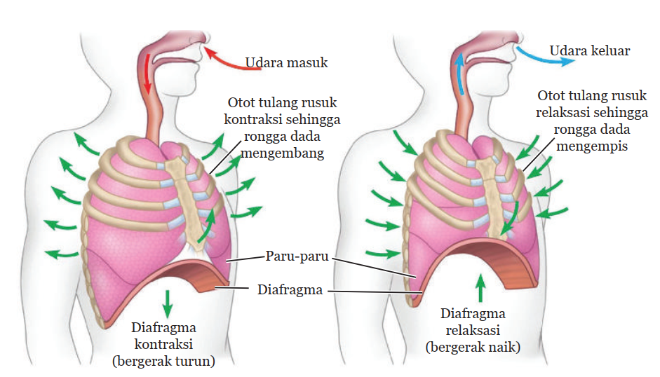 Detail Gambar Proses Pernapasan Nomer 40