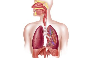 Detail Gambar Proses Pernapasan Nomer 54