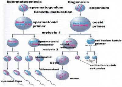 Detail Gambar Proses Spermatogenesis Nomer 11