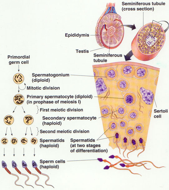 Detail Gambar Proses Spermatogenesis Nomer 14