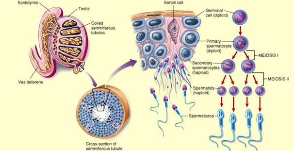 Detail Gambar Proses Spermatogenesis Nomer 16