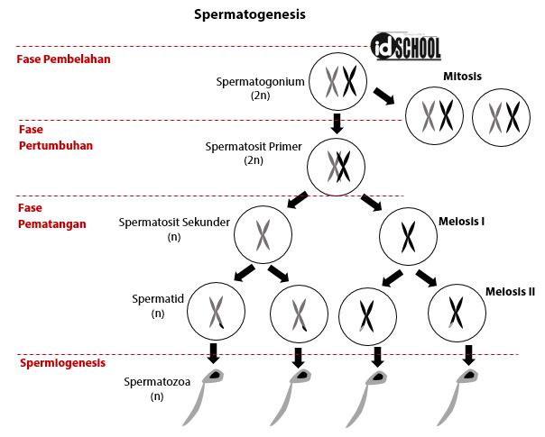 Detail Gambar Proses Spermatogenesis Nomer 18