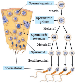 Detail Gambar Proses Spermatogenesis Nomer 20