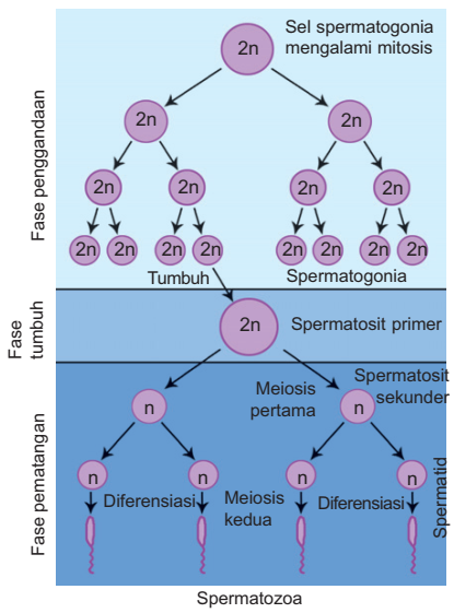 Detail Gambar Proses Spermatogenesis Nomer 23