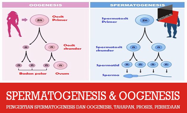 Detail Gambar Proses Spermatogenesis Nomer 24