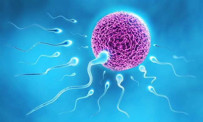 Detail Gambar Proses Spermatogenesis Nomer 28