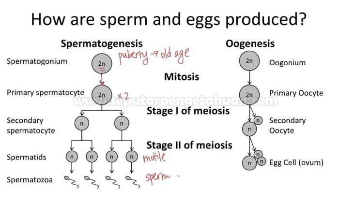 Detail Gambar Proses Spermatogenesis Nomer 29