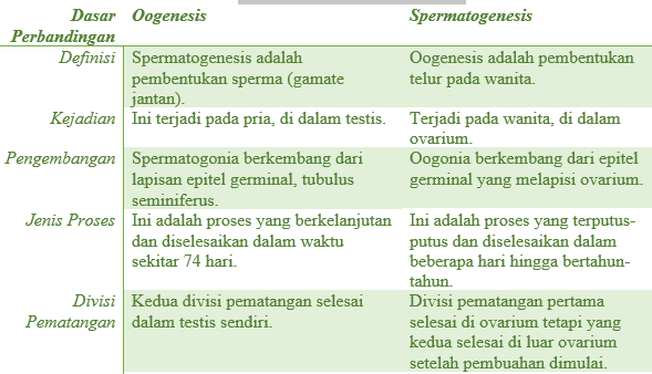 Detail Gambar Proses Spermatogenesis Nomer 31
