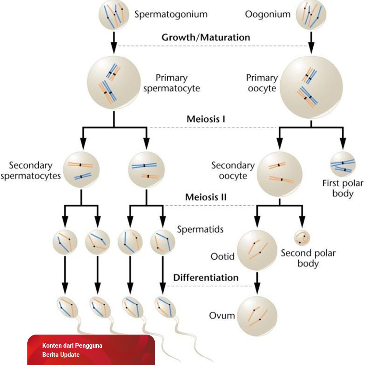 Detail Gambar Proses Spermatogenesis Nomer 41