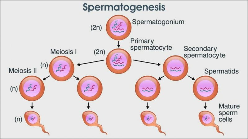 Detail Gambar Proses Spermatogenesis Nomer 6