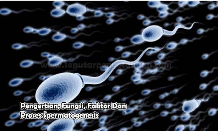 Detail Gambar Proses Spermatogenesis Nomer 49