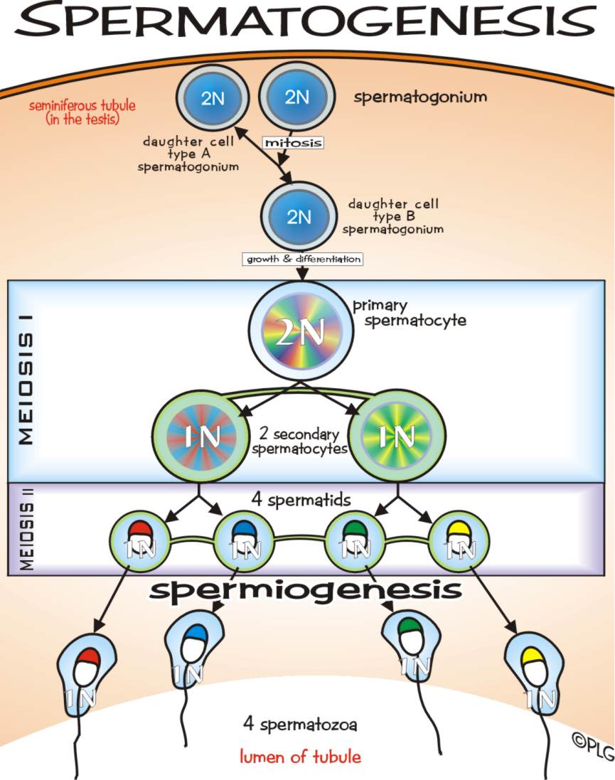 Detail Gambar Proses Spermatogenesis Nomer 52