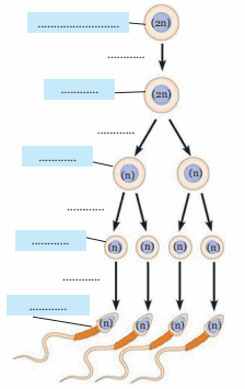 Detail Gambar Proses Spermatogenesis Nomer 8