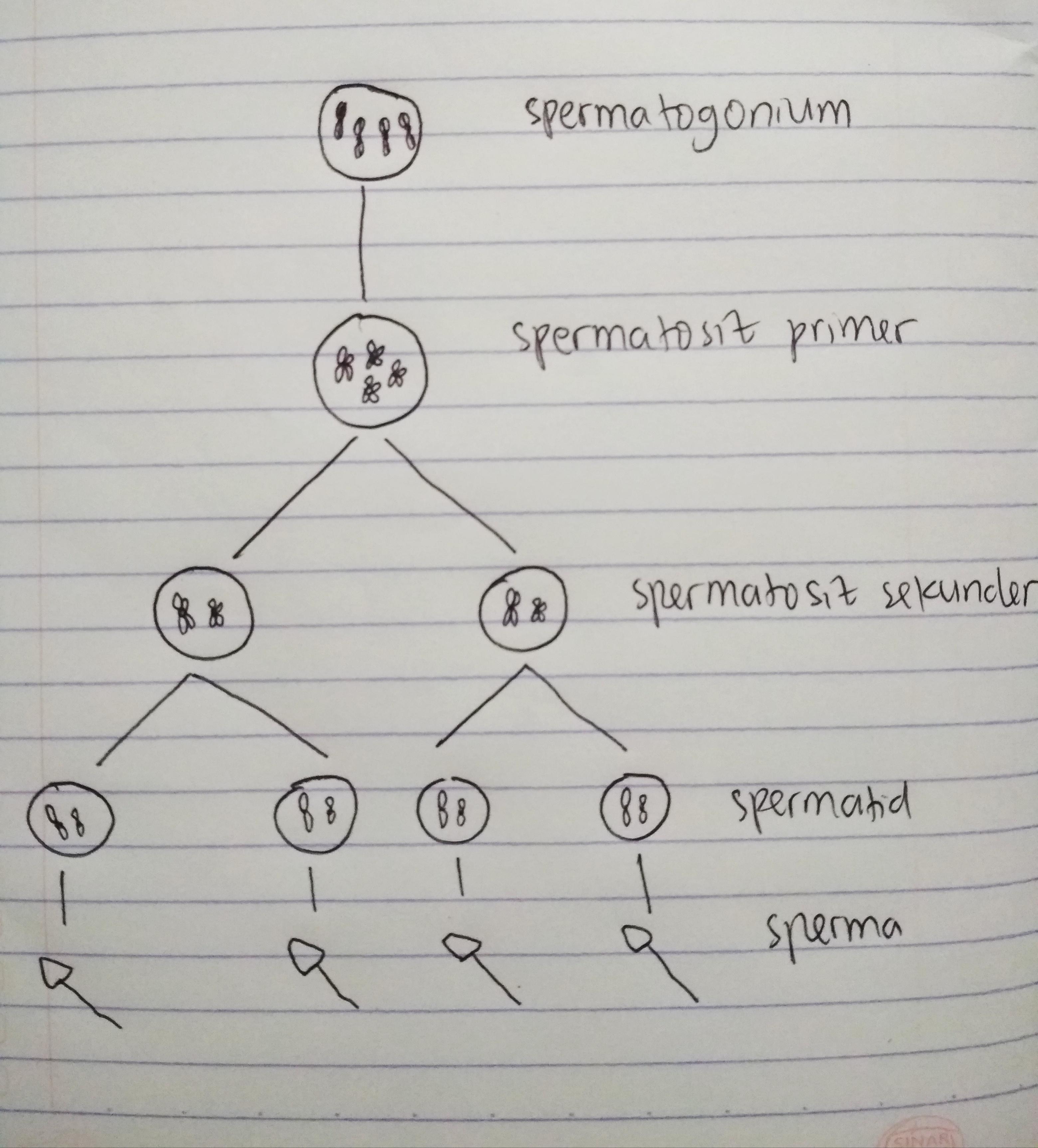 Detail Gambar Proses Spermatogenesis Dan Oogenesis Nomer 11