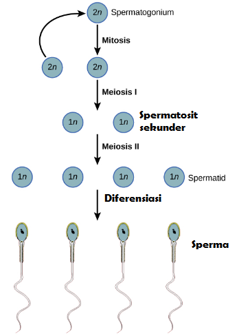 Detail Gambar Proses Spermatogenesis Dan Oogenesis Nomer 12