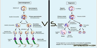 Detail Gambar Proses Spermatogenesis Dan Oogenesis Nomer 13