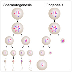 Detail Gambar Proses Spermatogenesis Dan Oogenesis Nomer 14