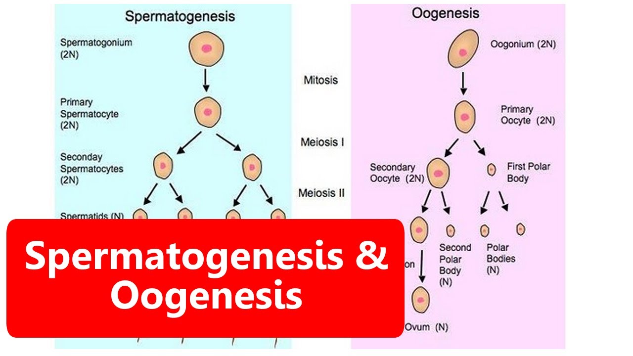 Detail Gambar Proses Spermatogenesis Dan Oogenesis Nomer 18