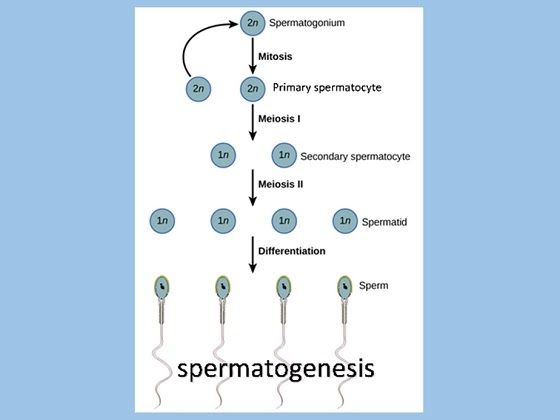 Detail Gambar Proses Spermatogenesis Dan Oogenesis Nomer 24