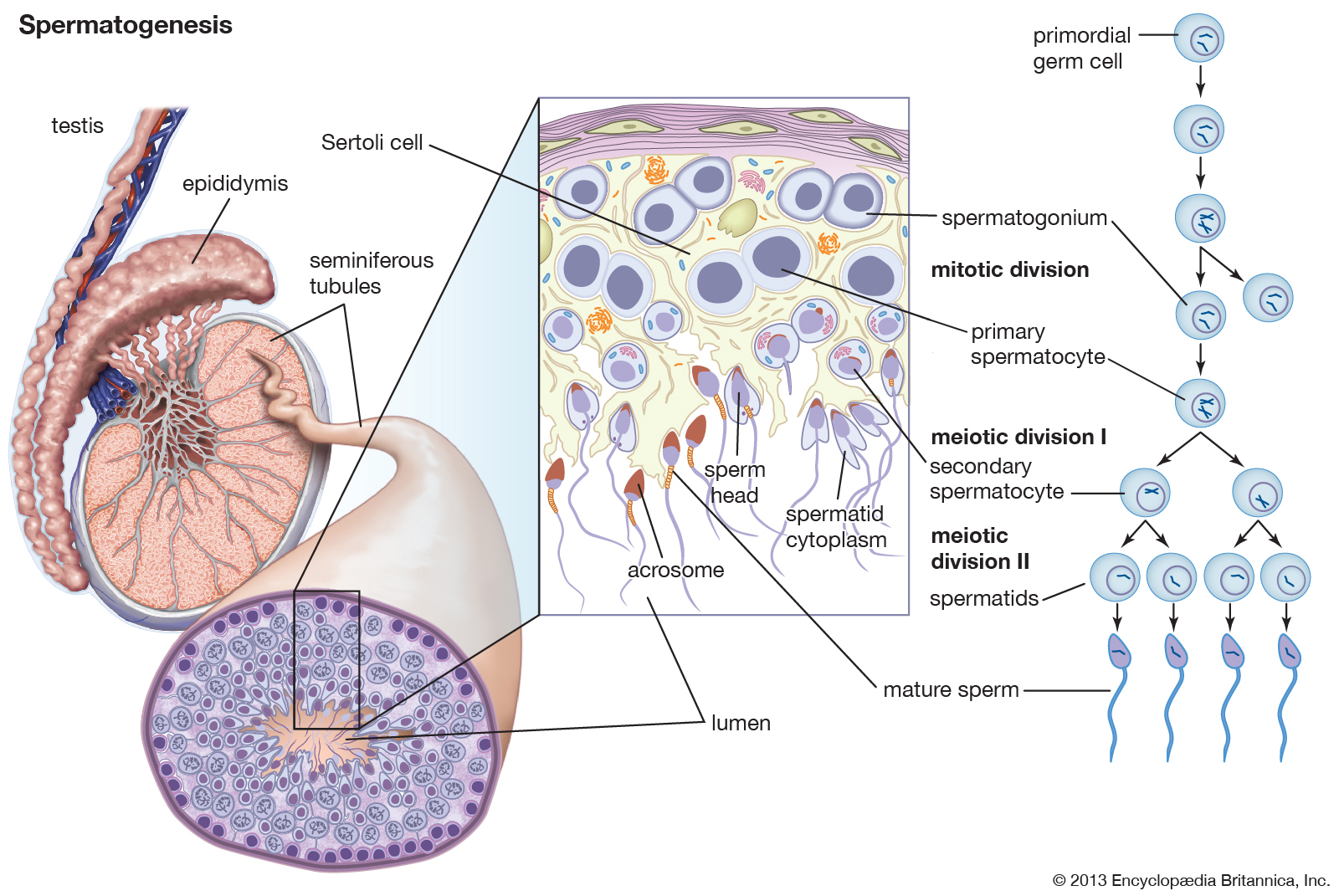 Detail Gambar Proses Spermatogenesis Dan Oogenesis Nomer 26