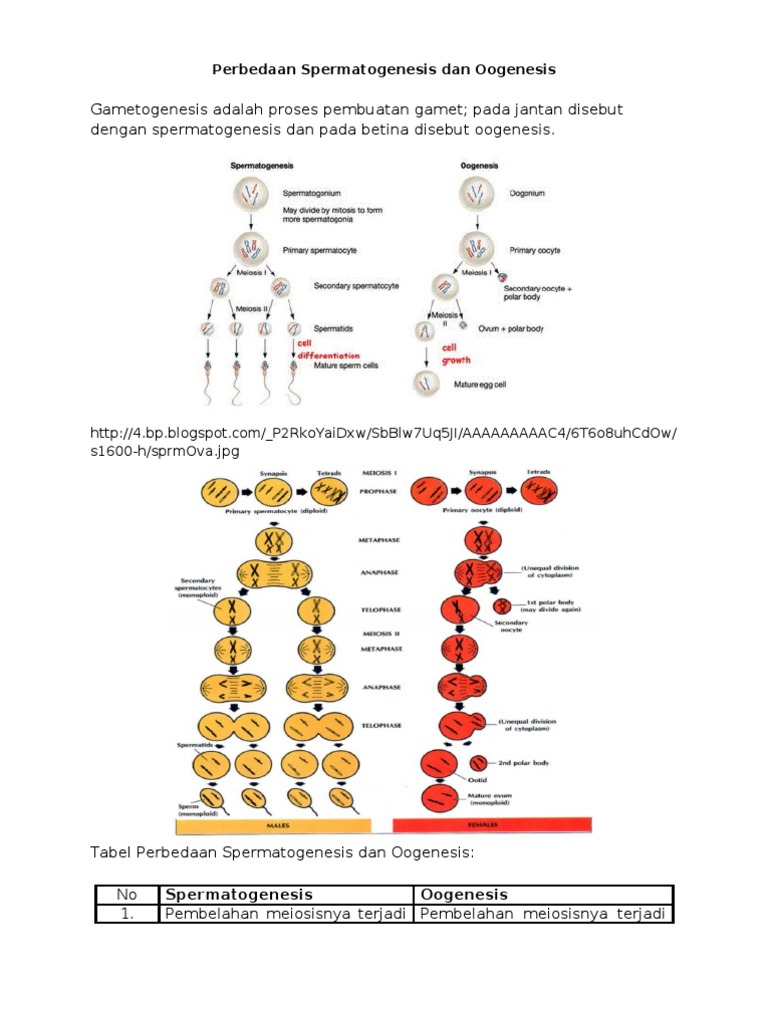 Detail Gambar Proses Spermatogenesis Dan Oogenesis Nomer 28