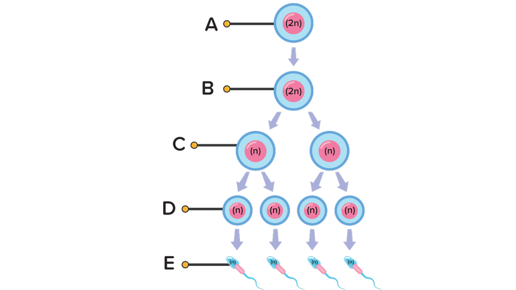 Detail Gambar Proses Spermatogenesis Dan Oogenesis Nomer 29