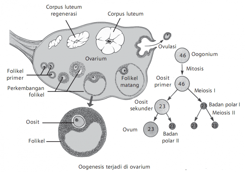 Detail Gambar Proses Spermatogenesis Dan Oogenesis Nomer 40