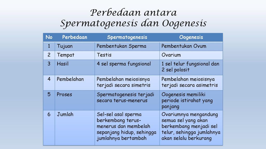 Detail Gambar Proses Spermatogenesis Dan Oogenesis Nomer 42