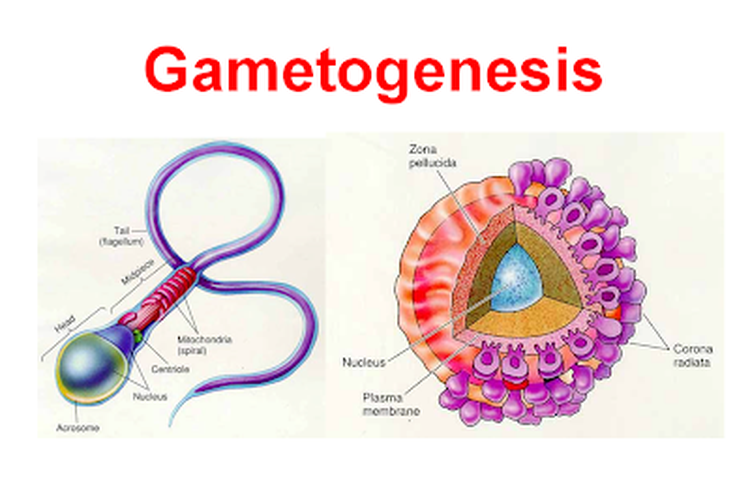 Detail Gambar Proses Spermatogenesis Dan Oogenesis Nomer 46