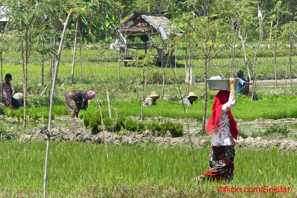 Detail Gambar Pulau Madura Nomer 44