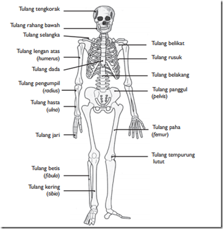 Gambar Rangka Badan Manusia - KibrisPDR