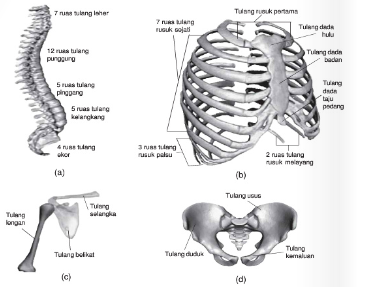 Detail Gambar Rangka Badan Manusia Nomer 12