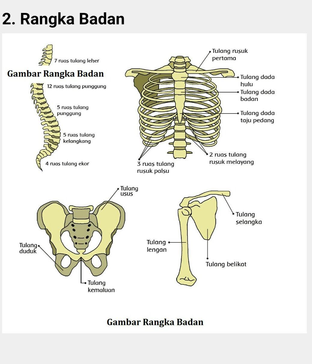 Detail Gambar Rangka Badan Manusia Nomer 3