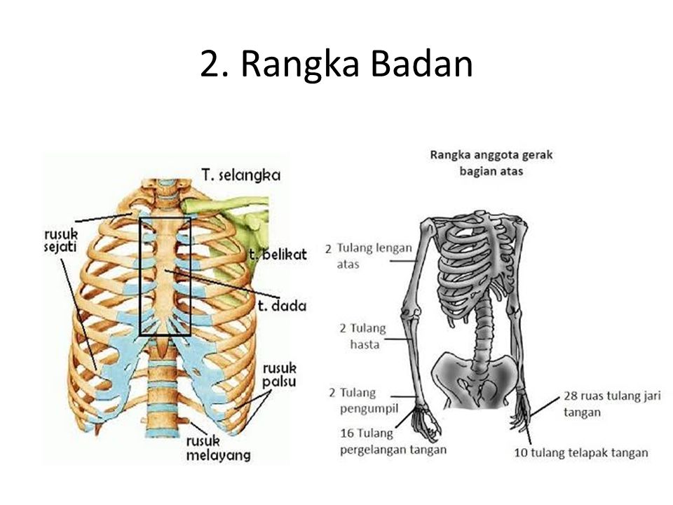 Detail Gambar Rangka Badan Manusia Nomer 21