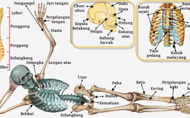 Detail Gambar Rangka Badan Manusia Nomer 4