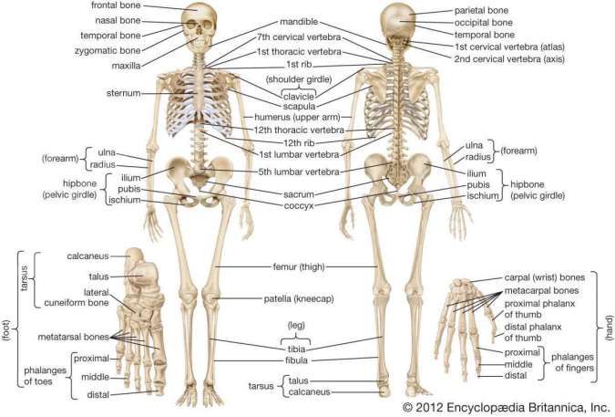 Detail Gambar Rangka Badan Manusia Nomer 5