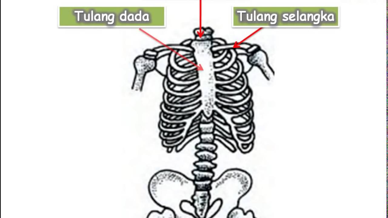 Detail Gambar Rangka Badan Manusia Nomer 38