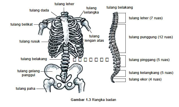 Detail Gambar Rangka Badan Manusia Nomer 42