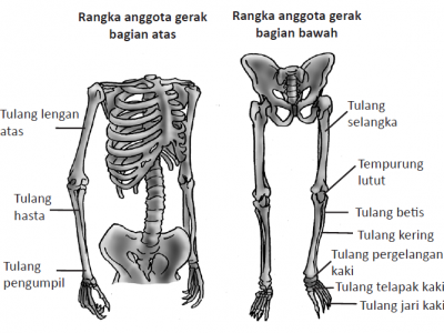 Detail Gambar Rangka Badan Manusia Nomer 44