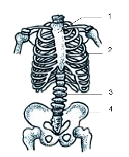 Detail Gambar Rangka Badan Manusia Nomer 45